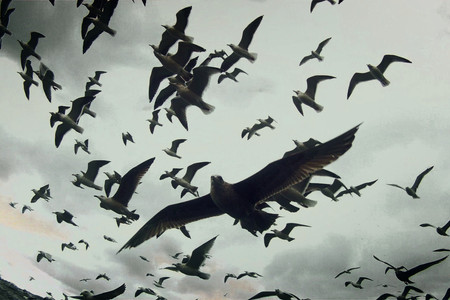 Leviathan*. 2012. France/Great Britain/USA. Directed by Lucien Castaing-Taylor, Verena Paravel