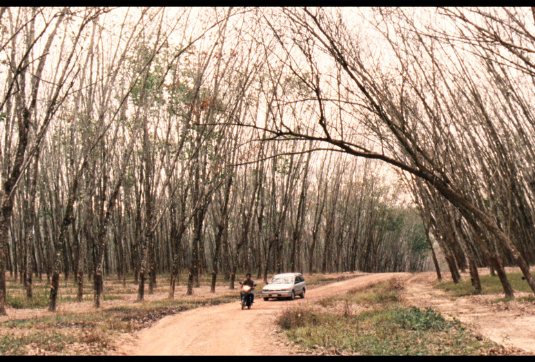 The Island Funeral. 2015. Thailand. Directed by Pimpaka Towira. Courtesy of the filmmaker