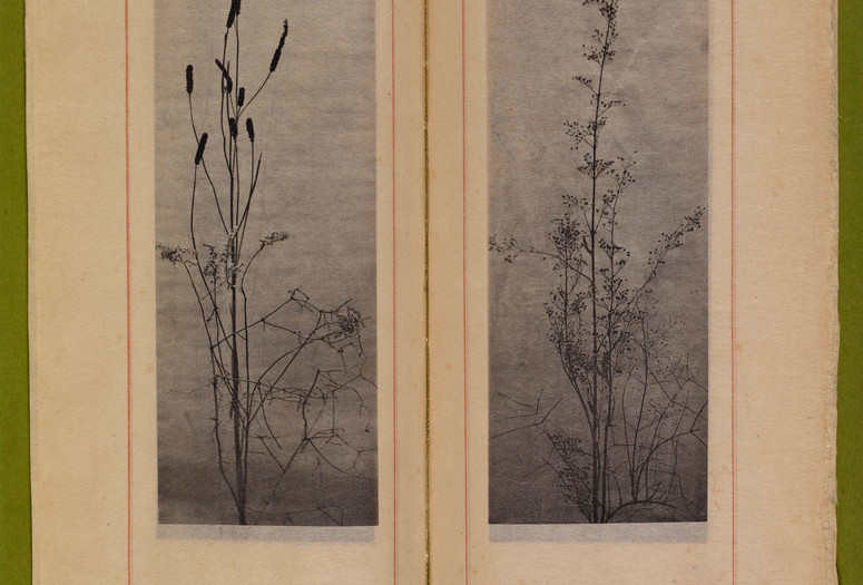 Dried grasses and seedpods. n.d. Photogravures on Japanese paper, page 7 1⁄2" x 2 3⁄4" (19.1 x 7 cm). Inset in William C. Gannett. The House Beautiful (River Forest, Ill.: Auvergne Press, 1896–98). Avery Architectural &amp; Fine Arts Library, Columbia University, New York