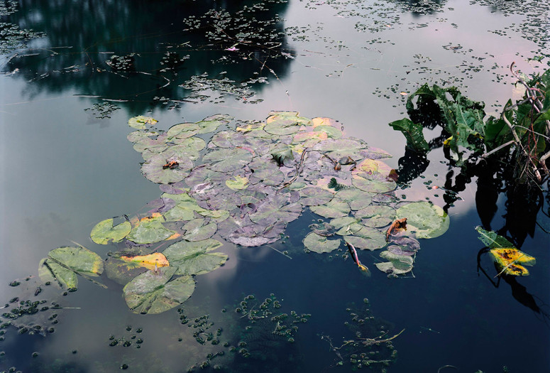 Stephen Shore. Giverny, France, 1977. 1977. Chromogenic color print, 7 11/16 x 9 5/8″ (19.5 x 24.5 cm). The Museum of Modern Art, New York. Gift of the Estate of Lila Acheson Wallace. © 2017 Stephen Shore