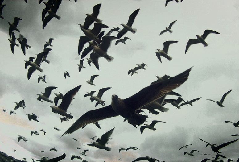 Leviathan. 2012. USA/France/Great Britain. Directed by Lucien Castaing-Taylor, Véréna Paravel. Image courtesy of Cinema Guild