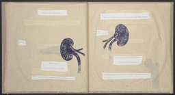 Book of twenty photolithographs on handmade Nepalese paper with collaged photolithographed text on machine made paper; and two photogravures with handmade Japanese paper overlay on front and back covers
 Page: 20 1/2 x 19 1/2" (52.1 x 49.5 cm)
 Publisher and printer: Universal Limited Edition. West Islip, New York
 Edition: 40
 The Museum of Modern Art, New York. Gift of Emily Fisher Landau, 1997
 ©Kiki Smith