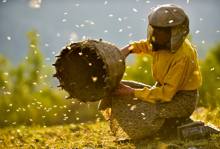Honeyland. 2019. Macedonia. Directed by Tamara Kotevska &amp; Ljubomir Stefanov