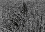 OHO Group with Milenko Matanović. "Summer Projects," wheat and rope. 1969 Gelatin silver print. Kynaston McShine Information Exhibition Research, IV.63.a. The Museum of Modern Art Archives, New York