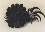 Georgia O'Keeffe. Eagle Claw and Bean Necklace. 1934. Charcoal on paper, 19 x 25 1/8" (48.5 x 63.9 cm). Given anonymously (by exchange). © 2023 Georgia O'Keeffe Museum / Artists Rights Society (ARS), New York.