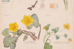 Hilma af Klint. Luzula campestris (Field Woodrush), Viola hirta (Hairy Violet), Viola odorata (Sweet Violet), Chrysosplenium alternifolium (Alternate-Leaf Golden Saxifrage), Equisetum arvense (Field Horsetail), Caltha palustris (Marsh Marigold), Ranunculus ficaria (Fig Buttercup), Carex sp. (Sedge). Sheet 4 from the portfolio Nature Studies. May 9–15, 1919. Watercolor, pencil, and ink on paper, 19 5/8 × 10 9/16" (49.9 × 26.9 cm). The Museum of Modern Art, New York. Committee on Drawings and Prints Fund and gift of Jack Shear, 2022