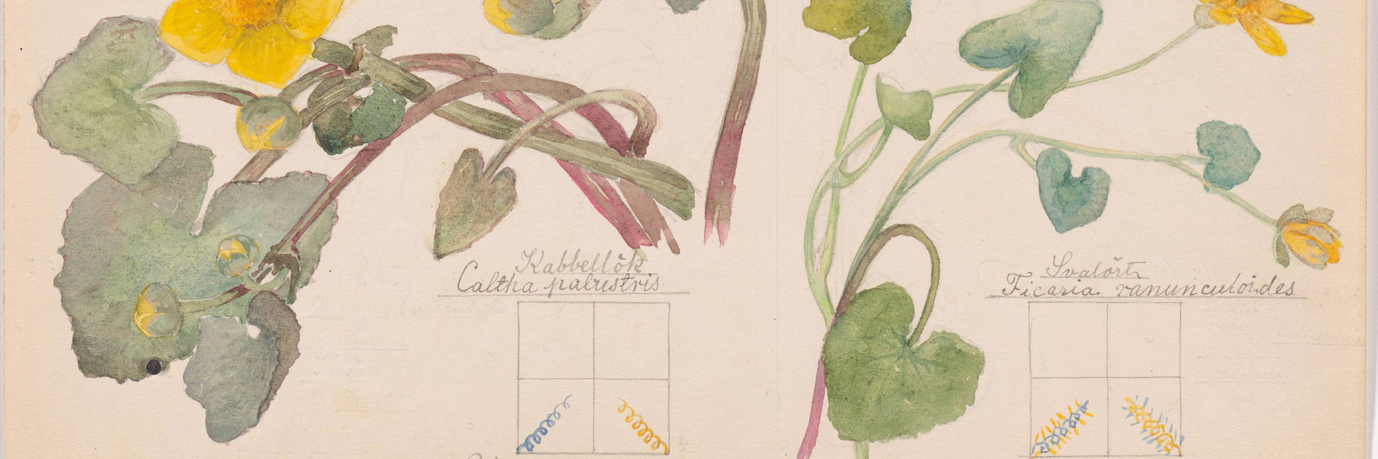 Hilma af Klint. Luzula campestris (Field Woodrush), Viola hirta (Hairy Violet), Viola odorata (Sweet Violet), Chrysosplenium alternifolium (Alternate-Leaf Golden Saxifrage), Equisetum arvense (Field Horsetail), Caltha palustris (Marsh Marigold), Ranunculus ficaria (Fig Buttercup), Carex sp. (Sedge). Sheet 4 from the portfolio Nature Studies. May 9–15, 1919. Watercolor, pencil, and ink on paper, 19 5/8 × 10 9/16" (49.9 × 26.9 cm). The Museum of Modern Art, New York. Committee on Drawings and Prints Fund and gift of Jack Shear, 2022