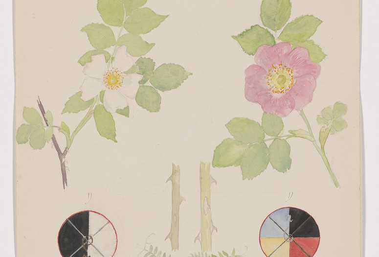 Image: Hilma af Klint. Rosa canina (Dog Rose), Rosa dumalis (Glaucous Dog Rose), Vicia cracca (Bird Vetch). Sheet 19 (detail) from the portfolio Nature Studies. July 7–8, 1919. Watercolor, pencil, ink, and metallic paint on paper. The Museum of Modern Art, New York. Committee on Drawings and Prints Fund and gift of Jack Shear, 2022