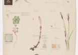 Hilma af Klint (Swedish, 1862 – 1944). Luzula campestris (Field Woodrush), Viola hirta (Hairy Violet), Viola odorata (Sweet Violet), Chrysosplenium alternifolium (Alternate-Leaf Golden Saxifrage), Equisetum arvense (Field Horsetail), Caltha palustris (Marsh Marigold), Ranunculus ficaria (Fig Buttercup), Carex sp. (Sedge). Sheet 4 (Detail) from the portfolio Nature Studies. May 9–15, 1919. Watercolor, pencil, and ink on paper, 19 5/8 × 10 9/16" (49.9 × 26.9 cm). The Museum of Modern Art, New York. Committee on Drawings and Prints Fund and gift of Jack Shear, 2022