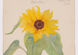 Hilma af Klint. Helianthus annuus (Common Sunflower). Sheet 27 (detail) from the portfolio Nature Studies. September 3, 1919. Watercolor, pencil, ink, and metallic paint on paper, 19 3/4 × 10 9/16" (50.2 × 26.8 cm). The Museum of Modern Art, New York. Committee on Drawings and Prints Fund and gift of Jack Shear, 2022