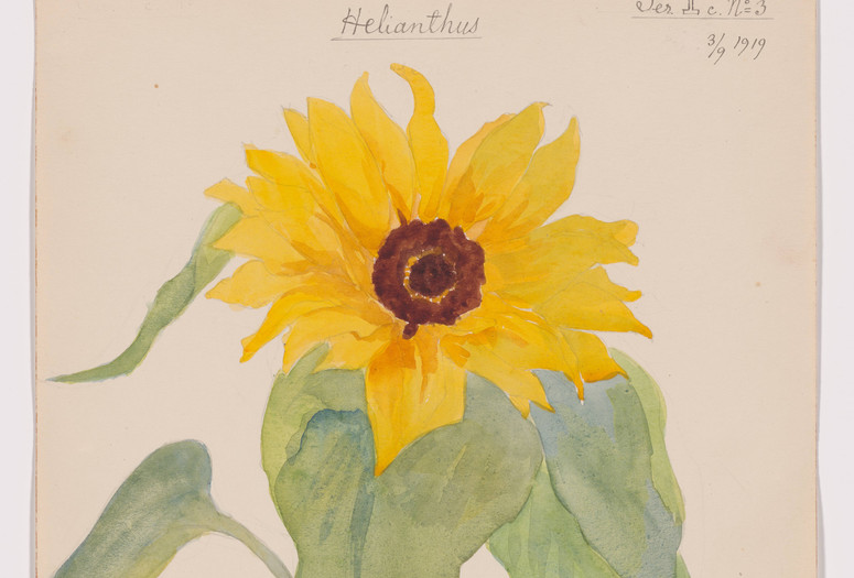 Hilma af Klint. Helianthus annuus (Common Sunflower). Sheet 27 (detail) from the portfolio Nature Studies. September 3, 1919. Watercolor, pencil, ink, and metallic paint on paper, 19 3/4 × 10 9/16" (50.2 × 26.8 cm). The Museum of Modern Art, New York. Committee on Drawings and Prints Fund and gift of Jack Shear, 2022