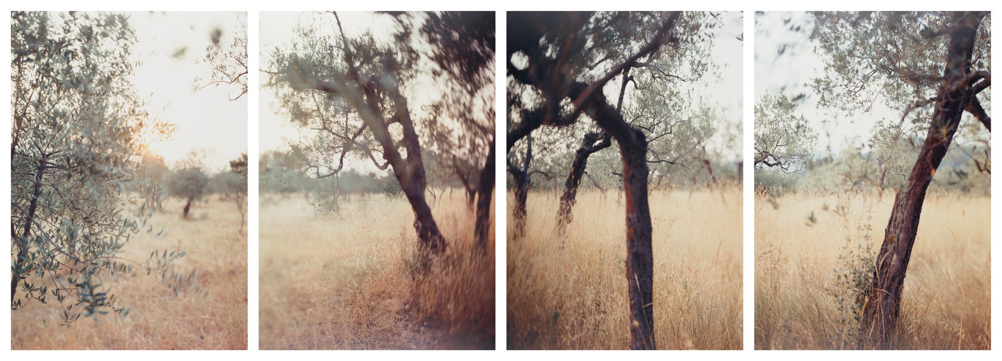 *Olive Trees in the African Heat*