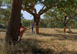 As Estações (The Seasons). 2025. Portugal/France/Spain/Austria. Directed by Maureen Fazendeiro. Courtesy Square Eyes
