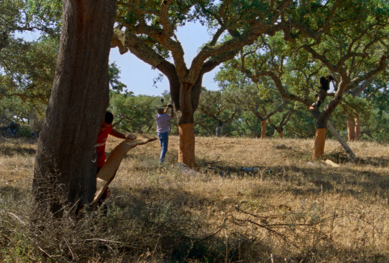 As Estações (The Seasons). 2025. Portugal/France/Spain/Austria. Directed by Maureen Fazendeiro. Courtesy Square Eyes
