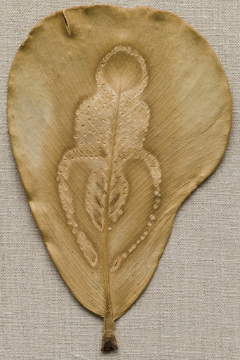 Ana Mendieta. Untitled. 1984