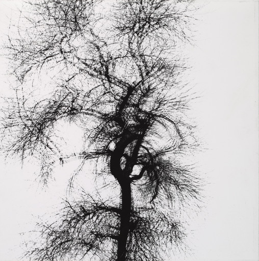 Harry Callahan. Tree, Chicago. 1956