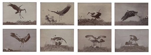 Ottomar Anschütz. Untitled. 1884