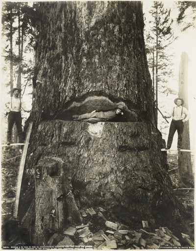 Darius Kinsey. Felling a Fir Tree 51 Feet in Circumference, Measured Four Feet from the Ground. From the Undercut to the Ground Is Ten Feet, Indicating Early-Day Logging. 1906