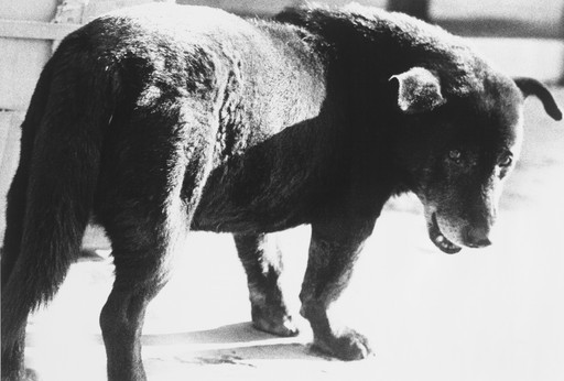 Daidō Moriyama (森山 大道). Stray Dog, Misawa. 1971