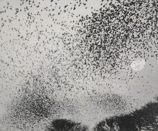 Hiroji Yamada. Flock of Gray Starlings. 1956