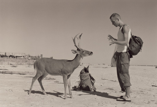 Wolfgang Tillmans. Deer Hirsch. 1995