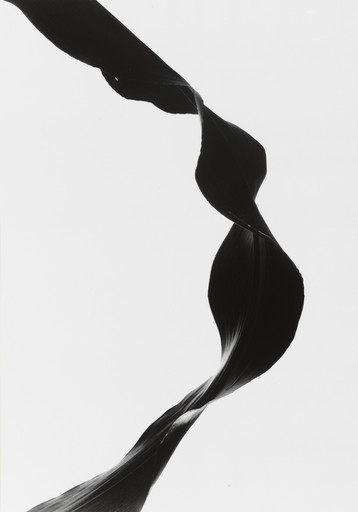 Barbara Morgan. Corn Leaf Rhythm. 1945