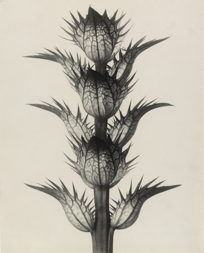 Karl Blossfeldt. Acanthus mollis (Soft Acanthus, Bear's Breeches. Bracteoles with the Flowers Removed, Enlarged 4 Times). 1898–1928
