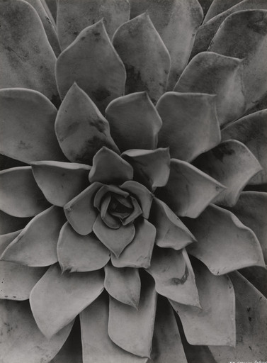 Albert Renger-Patzsch. Echeveria. 1922