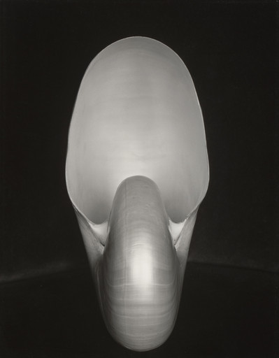 Edward Weston. Shell. 1927