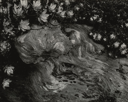 Edward Weston. Cypress Root and Succulents, Point Lobos. 1930