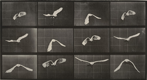 Eadweard J. Muybridge. Cockatoo Flying: Plate 762 from Animal Locomotion. 1884-86