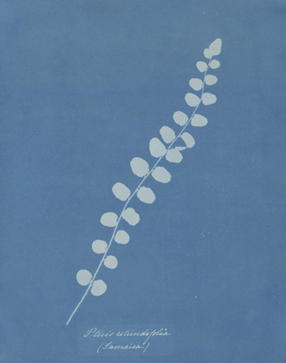 Anna Atkins. Pteris Rotundifolia (Jamaica) from the album Cyanotypes of British and Foreign Plants and Ferns. 1853
