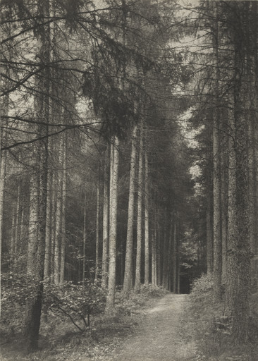 Frederick H. Evans. In Redland Woods: Surrey. 1894