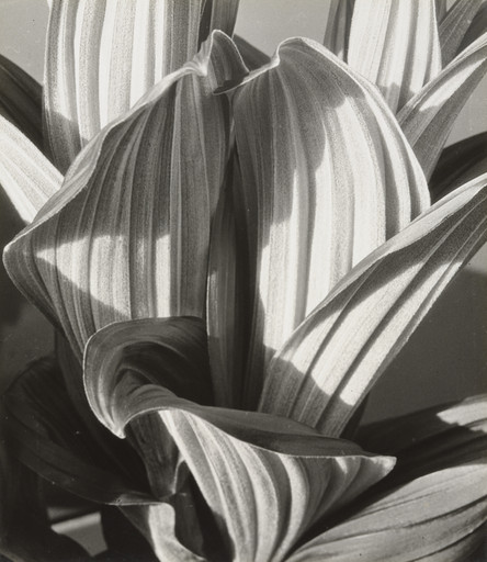 Imogen Cunningham. Glacial Lily. 1927