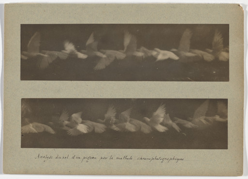 Étienne-Jules Marey. Analysis of the Flight of a Pigeon by the Chronophotographic Method. 1883-87