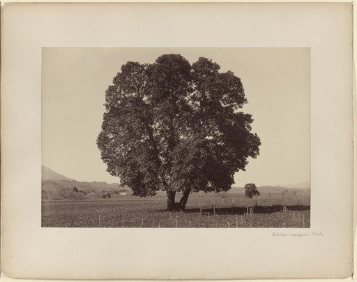 Carleton E. Watkins. Arbutus Menziesii, Pursh. 1861