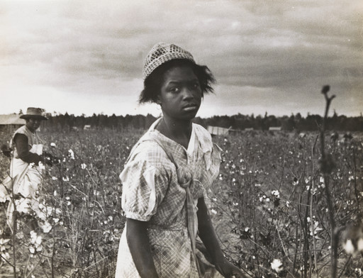 Ben Shahn. Picking cotton, Pulaski County, Arkansas. October 1935