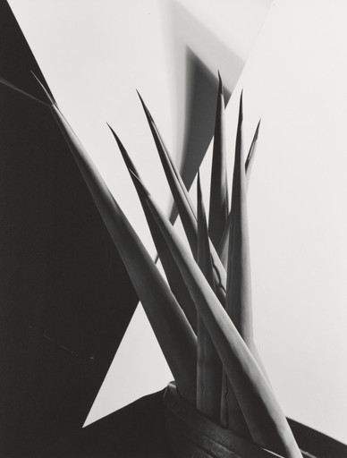 Imogen Cunningham. Agave Design I. 1920