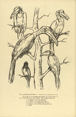 August Gaul. The Common Hornbill (Der gew&ouml;hnliche Hornrabe) (headpiece, p. 164) from the periodical Kriegszeit. K&uuml;nstlerflugbl&auml;tter, vol. 1, no. 41 (27 May 1915). 1915