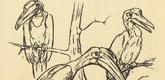August Gaul. The Common Hornbill (Der gew&ouml;hnliche Hornrabe) (headpiece, p. 164) from the periodical Kriegszeit. K&uuml;nstlerflugbl&auml;tter, vol. 1, no. 41 (27 May 1915). 1915