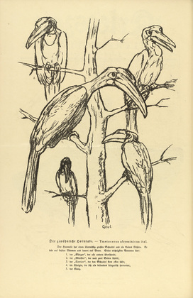 August Gaul. The Common Hornbill (Der gew&ouml;hnliche Hornrabe) (headpiece, p. 164) from the periodical Kriegszeit. K&uuml;nstlerflugbl&auml;tter, vol. 1, no. 41 (27 May 1915). 1915