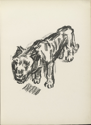 Ren&eacute; Beeh. Lion (L&ouml;we) (plate 28) from the illustrated book Deutsche Graphiker der Gegenwart (German Printmakers of Our Time). 1920