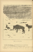August Gaul. Wolves in the Carpathian Mountains (W&ouml;lfe in den Karpathen) (in-text plate, p. 86) from the periodical Kriegszeit. K&uuml;nstlerflugbl&auml;tter, vol. 1, no. 21 (6 Jan 1915). 1915