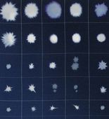 Louise Bourgeois. Les &Eacute;toiles. 2009