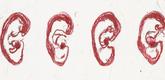 Louise Bourgeois. Ears. 2003
