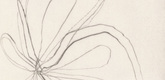 Louise Bourgeois. Untitled, plate 11 of 15, from the series, Nature Study. 2009