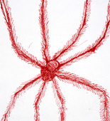 Louise Bourgeois. Hairy Spider. 2001