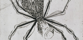 Louise Bourgeois. Spider. 1995