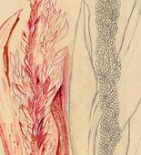 Louise Bourgeois. Eccentric Growth I. 2006