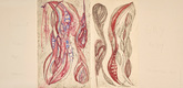 Louise Bourgeois. Untitled, no. 2 of 2, from the series, What Hurts. 2007